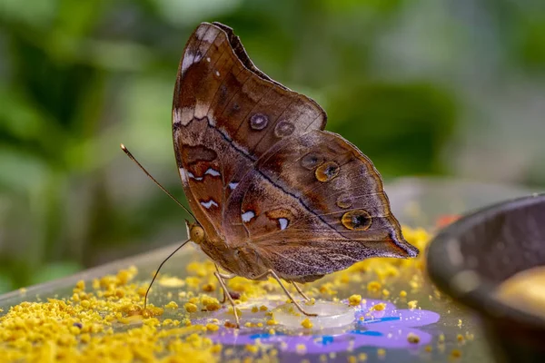 Różne Motyle Paszy Butterfly House — Zdjęcie stockowe