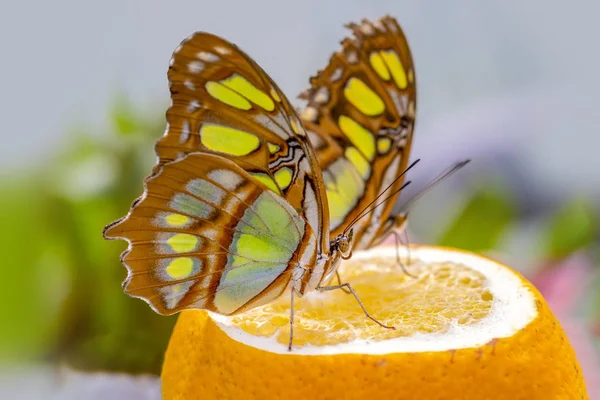 Varias Mariposas Alimentan Casa Las Mariposas —  Fotos de Stock