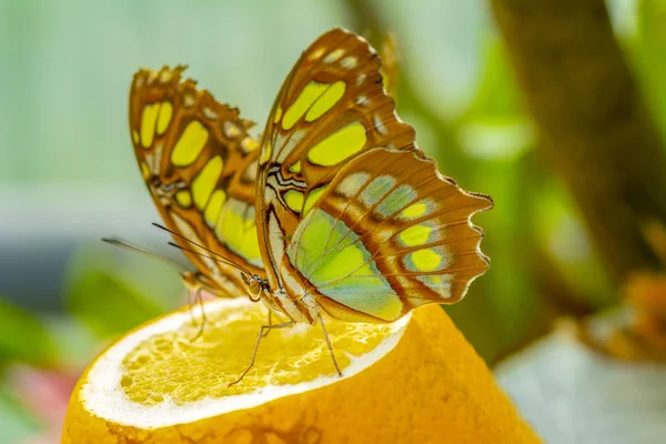 Verschiedene Schmetterlinge Ernähren Sich Schmetterlingshaus — Stockfoto