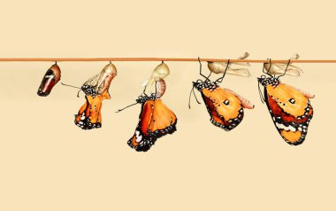 Muhteşem an, Monarch kelebek, caterpillar, pupa ve kırpma yolu ile ortaya çıkan.