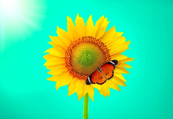 Sonnenblume Und Schmetterling Sonnigem Tag — Stockfoto