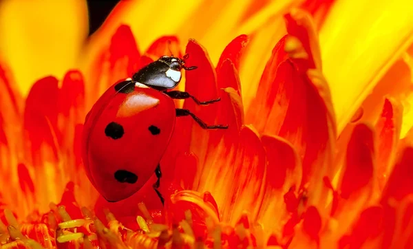 Belle Coccinelle Sur Fond Déconcentré Feuilles — Photo