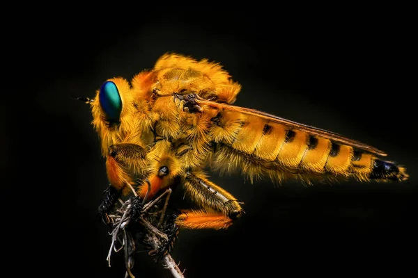 Macro Shot Robber Fly — Stock Photo, Image