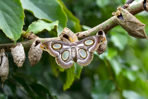 Zbliżenie Kwiat Piękny Motyl — Zdjęcie stockowe