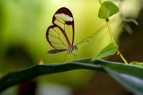 Closeup Bela Borboleta Sentado Flor — Fotografia de Stock