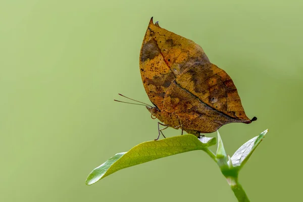 Zbliżenie Piękne Motyl Siedzi Kwiat — Zdjęcie stockowe