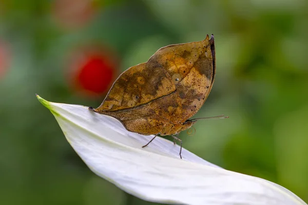 Close Mooie Vlinder Zitten Bloem — Stockfoto