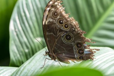 Güzel kelebek bir yaz bahçesinde çiçek üzerinde oturuyor.