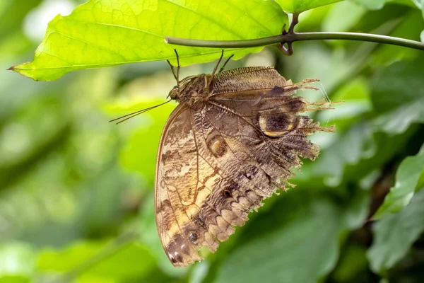 Schöner Schmetterling Sitzt Auf Einer Blume Einem Sommergarten — Stockfoto