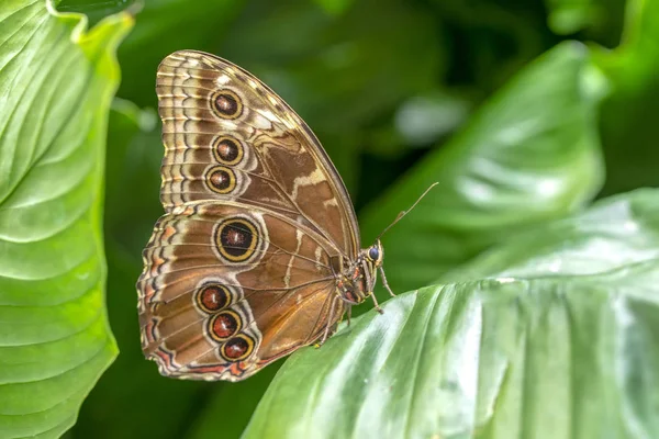 Красивая Бабочка Сидит Цветке Летнем Саду — стоковое фото