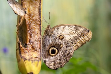 Güzel kelebek bir yaz bahçesinde çiçek üzerinde oturuyor.