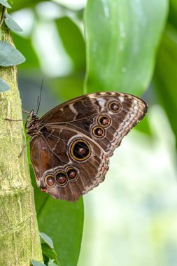 Güzel kelebek bir yaz bahçesinde çiçek üzerinde oturuyor.