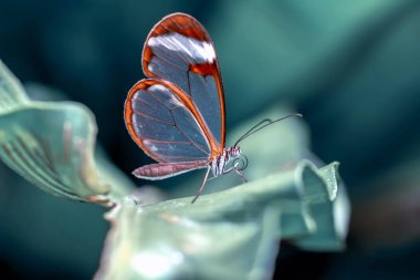 Glasswing Butterfly (Greta oto) bir yaz bahçesinde