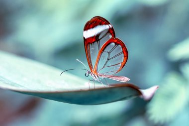Glasswing Butterfly (Greta oto) bir yaz bahçesinde