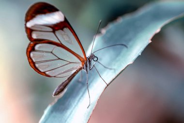 Glasswing Butterfly (Greta oto) bir yaz bahçesinde