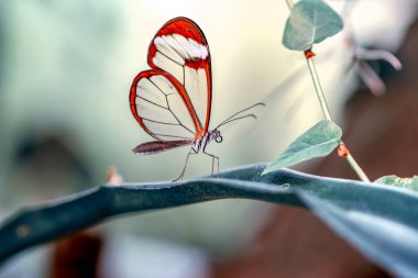 Glasswing Butterfly (Greta oto) bir yaz bahçesinde
