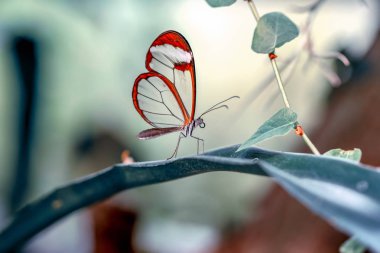 Glasswing Butterfly (Greta oto) bir yaz bahçesinde