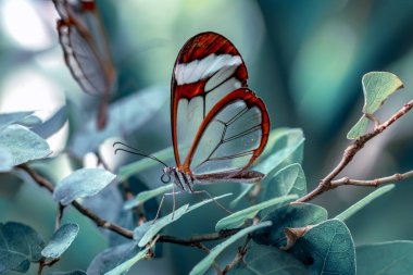Glasswing Butterfly (Greta oto) bir yaz bahçesinde
