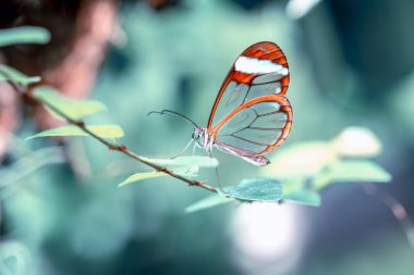 Glasswing Butterfly (Greta oto) bir yaz bahçesinde