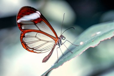 Glasswing Butterfly (Greta oto) bir yaz bahçesinde