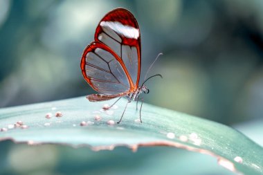 Glasswing Butterfly (Greta oto) bir yaz bahçesinde