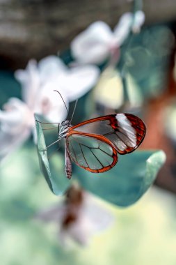 Glasswing Butterfly (Greta oto) bir yaz bahçesinde
