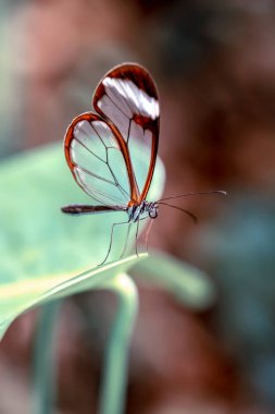 Glasswing Butterfly (Greta oto) bir yaz bahçesinde