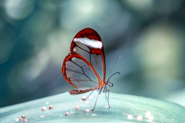 Glasswing Butterfly (Greta oto) bir yaz bahçesinde