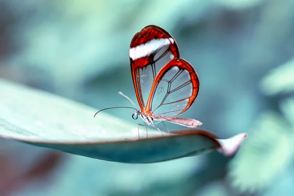 Borboleta Vidro Greta Oto Jardim Verão — Fotografia de Stock