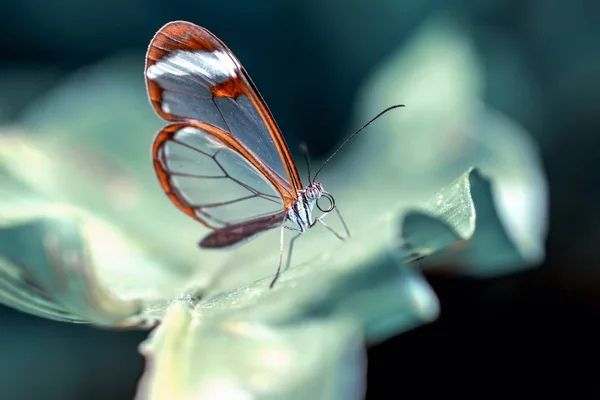 Glasswing Butterfly Greta Oto Летнем Саду — стоковое фото