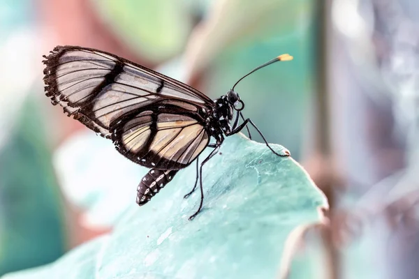 夏季花园中的玻璃翼蝴蝶 格雷塔 — 图库照片