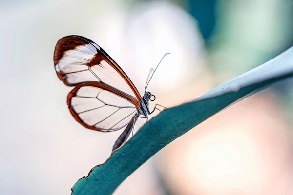 Glasswing Butterfly (Greta oto) bir yaz bahçesinde
