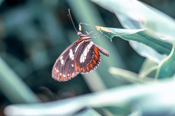 Borboleta Vidro Greta Oto Jardim Verão — Fotografia de Stock