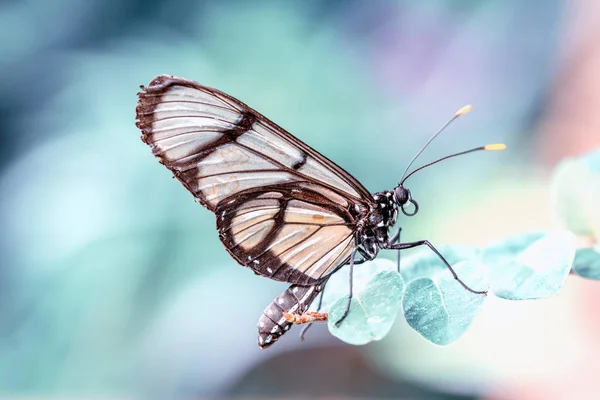 Glasswing Butterfly Greta Oto Summer Garden — Stock Photo, Image