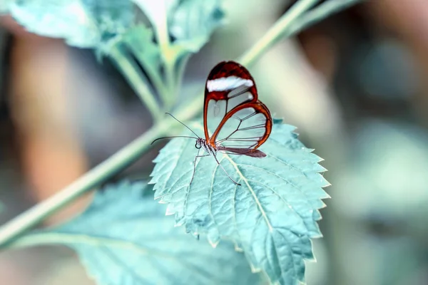 Метелик Скляній Коправі Грета Мото Літньому Саду — стокове фото