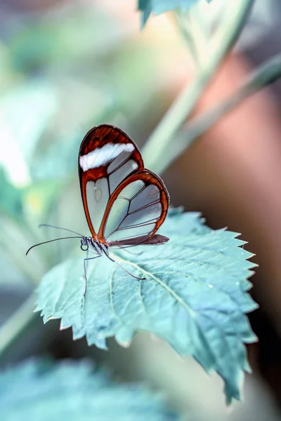 Glasswing Butterfly Greta Oto Egy Nyári Kert — Stock Fotó