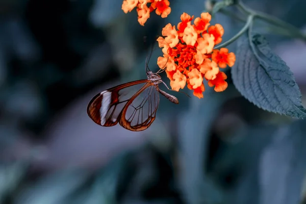 Papillon Verrier Greta Oto Dans Jardin Été — Photo