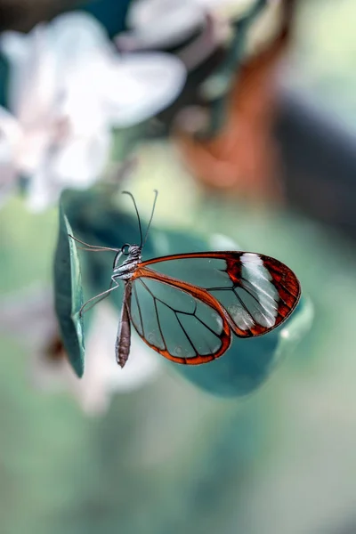 Glasswing Butterfly Greta Oto Summer Garden — Stock Photo, Image