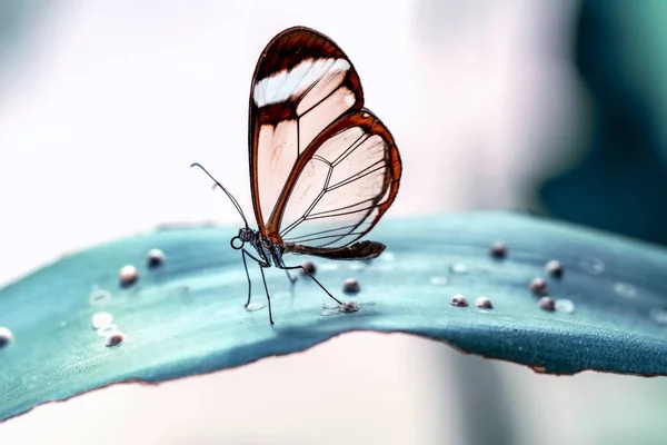 Glasswing Butterfly Greta Oto Летнем Саду — стоковое фото