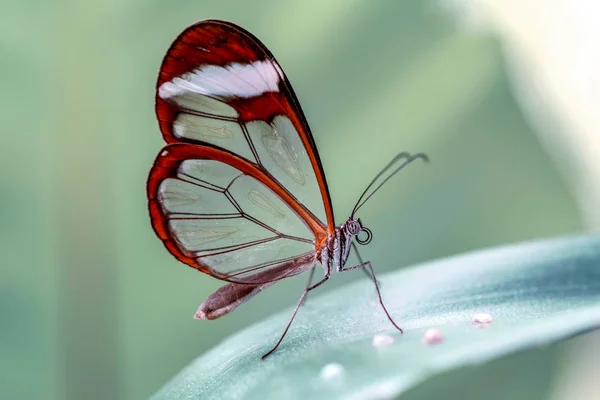 Borboleta Vidro Greta Oto Jardim Verão — Fotografia de Stock