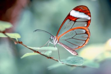 Glasswing Butterfly (Greta oto) bir yaz bahçesinde