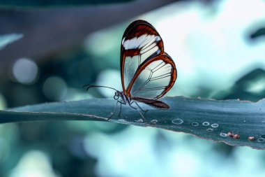 Glasswing Butterfly (Greta oto) bir yaz bahçesinde