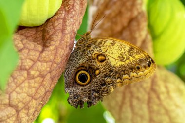 Mavi Morfo, biçim peleides, yeşil yapraklar, güzel böcek doğa ortamlarında oturan büyük kelebek