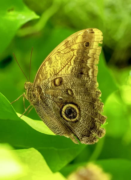 Blauer Morpho Morpho Peleides Großer Schmetterling Sitzt Auf Grünen Blättern — Stockfoto