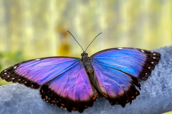 Blauer Morpho Morpho Peleides Großer Schmetterling Sitzt Auf Grünen Blättern — Stockfoto