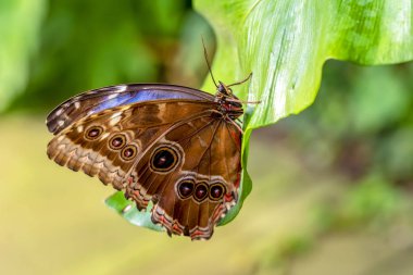 Mavi Morfo, biçim peleides, yeşil yapraklar, güzel böcek doğa ortamlarında oturan büyük kelebek