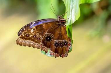 Mavi Morfo, biçim peleides, yeşil yapraklar, güzel böcek doğa ortamlarında oturan büyük kelebek