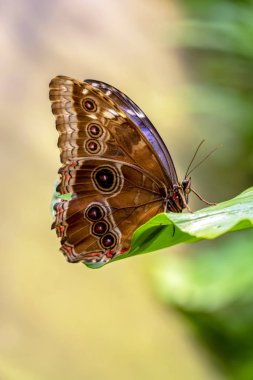 Mavi Morfo, biçim peleides, yeşil yapraklar, güzel böcek doğa ortamlarında oturan büyük kelebek