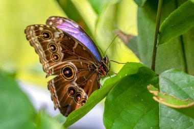 Mavi Morfo, biçim peleides, yeşil yapraklar, güzel böcek doğa ortamlarında oturan büyük kelebek