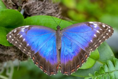 Mavi Morfo, biçim peleides, yeşil yapraklar, güzel böcek doğa ortamlarında oturan büyük kelebek
